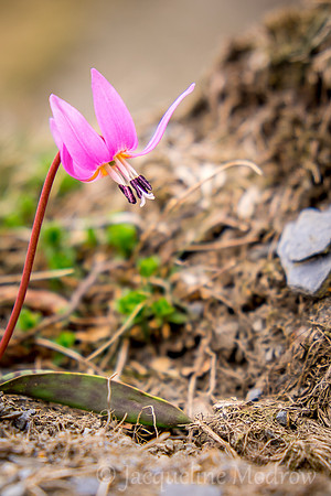 Camino Flower