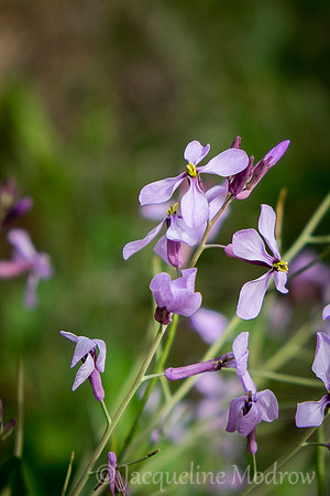 Camino Flower