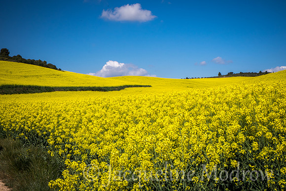 "Yellow Forever"