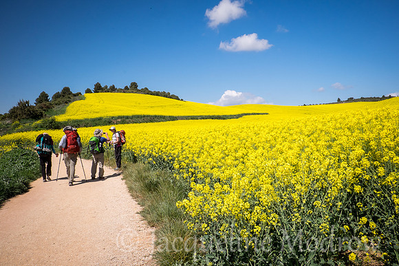 "Alongside Yellow"