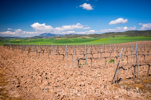 "Future Vino"