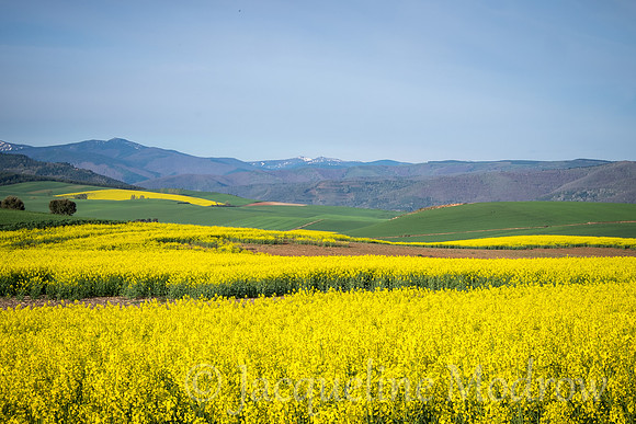 "Lemon Fields"