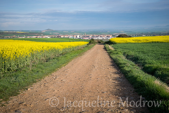 "Yellow Field Escort"