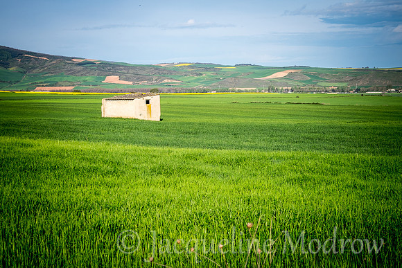 "White on Green"