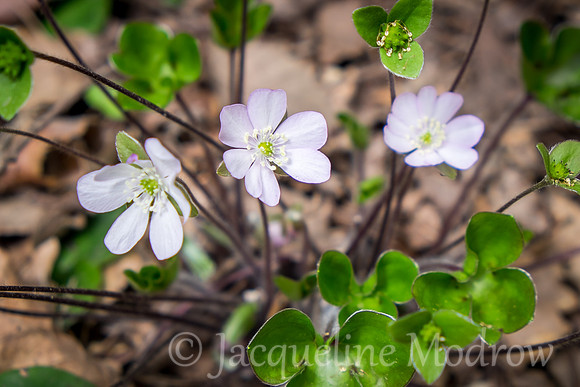 Camino Flower