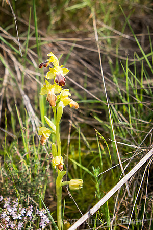 Camino Orchid