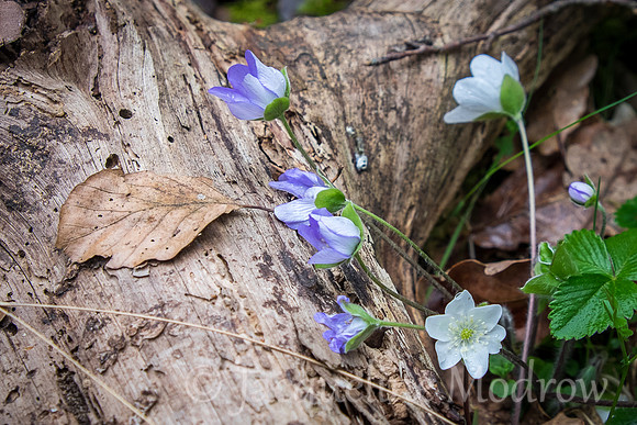 Camino Flower