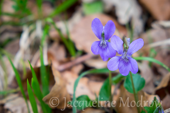 Camino Flower