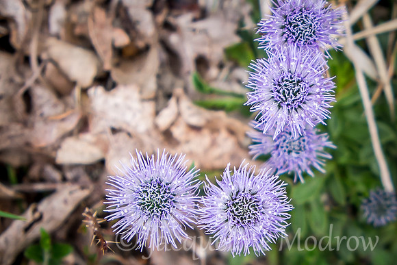 Camino Flower