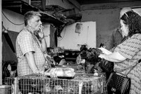 "Checking Chickens"