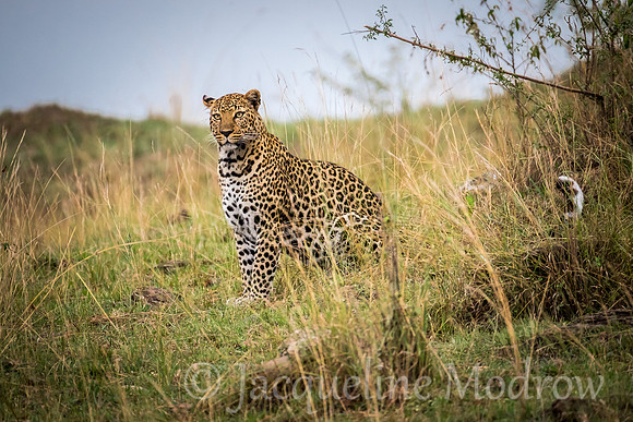 Majestic Leopard