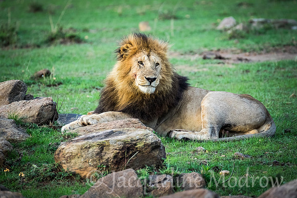 Majestic Pose