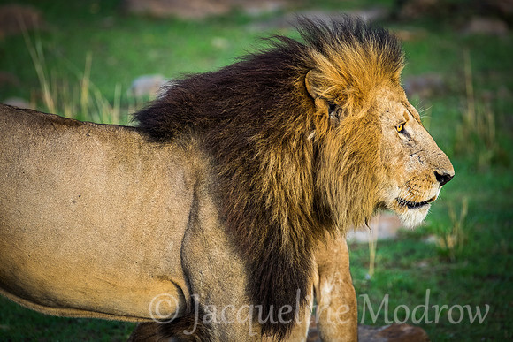 King of the Beasts