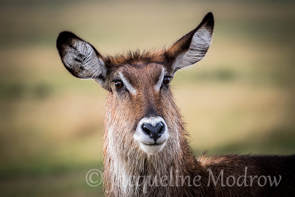 Waterbuck