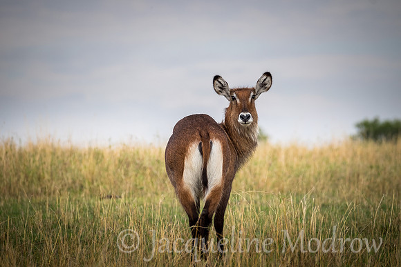 Waterbuck
