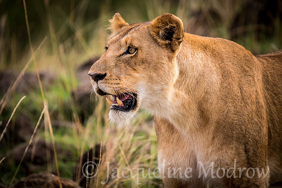 Lioness