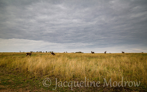 Waterbuck Horizon