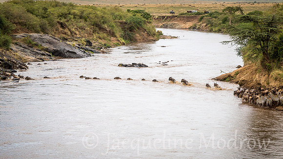 Wildebeest Leaping