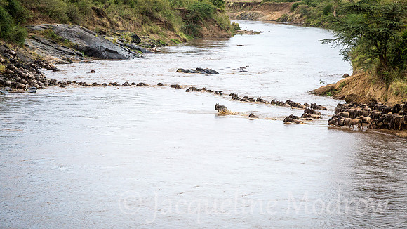 Wildebeest Crossing