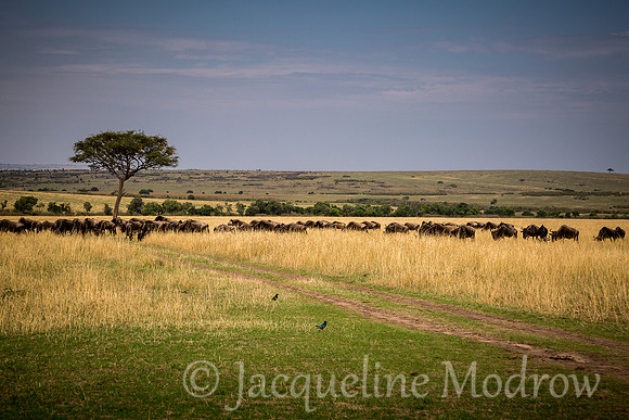 Wildebeest Crossed