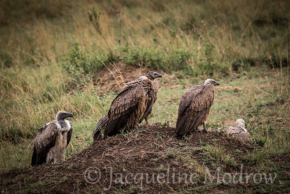 Vultures Waiting