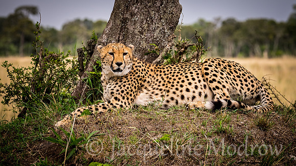 Cheetah Beauty