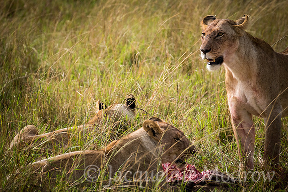 Guarding