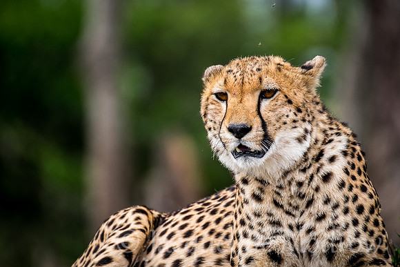 Cheetah Beauty