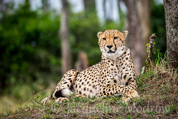 Crossed Paws
