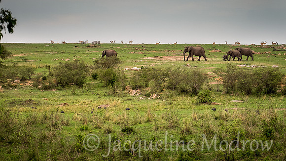 Impalas Above, Elephants Below