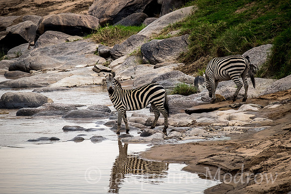 Zebra Reflection