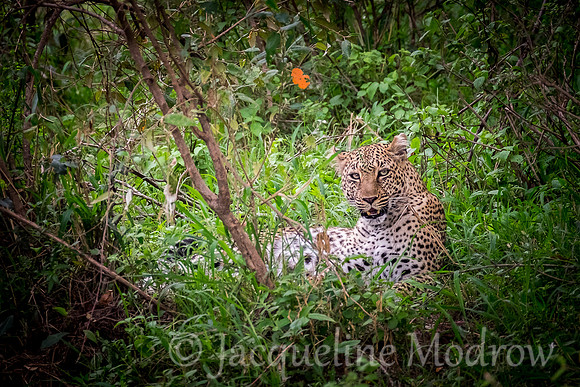 Leopard