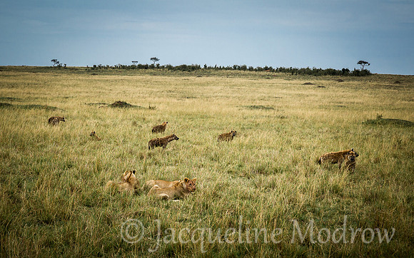 Hyenas Advancing