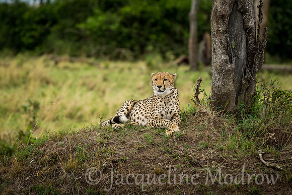Cheetah Pose