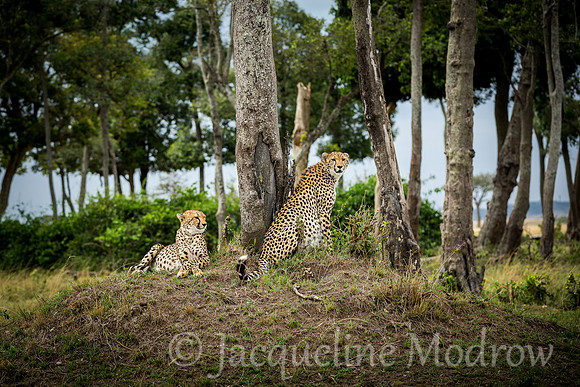 Cheetah Sisters