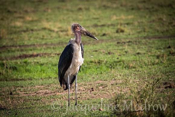 Maribou Stork