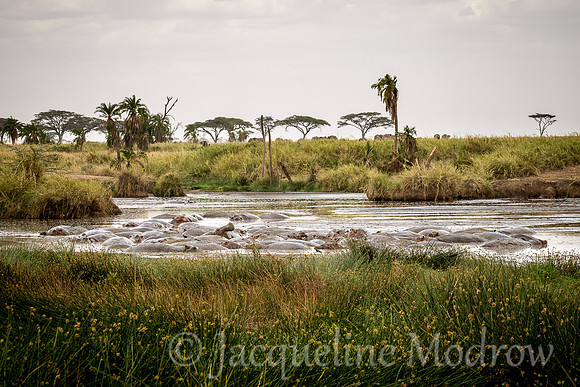 Hippo Cesspool