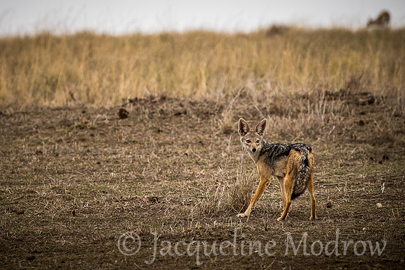 Black Backed Jackal