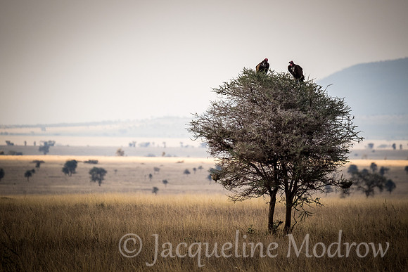 Two in a Tree