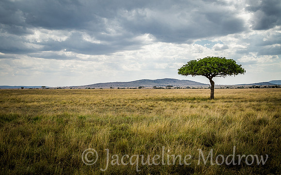 Solo Tree