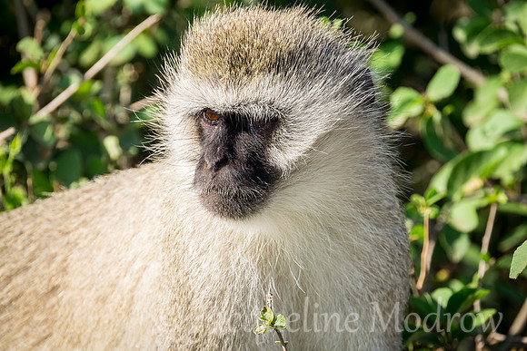 Vervet Monkey