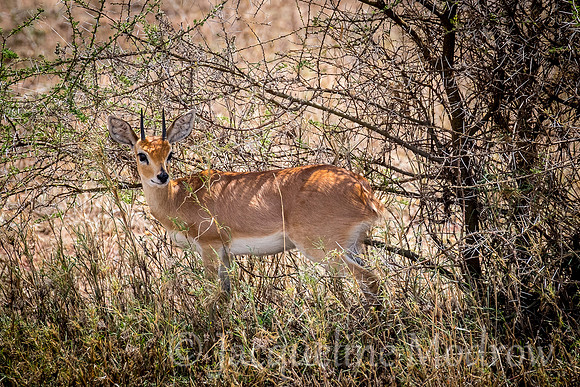 Steenbok