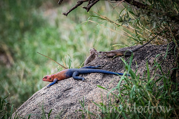 Mwanza Agama