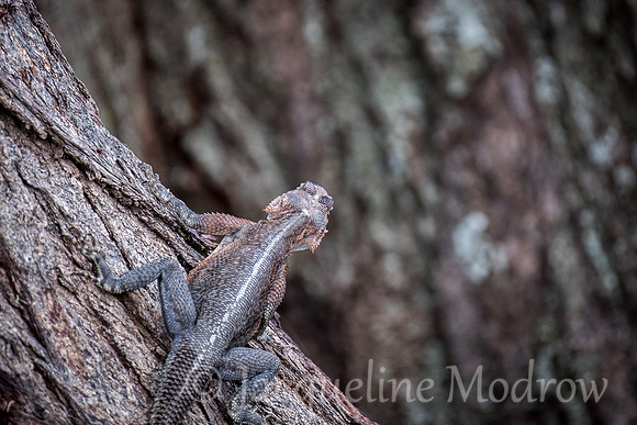 Mwanza Agama