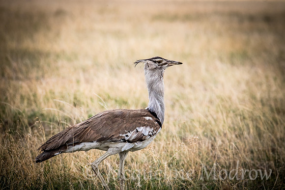 Kori Bustard