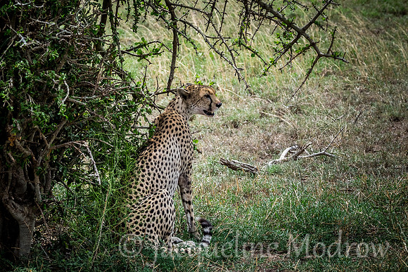 Cheetah