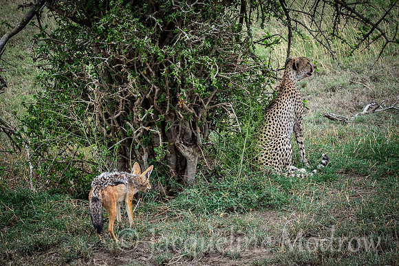 The Cheetah and the Jackal