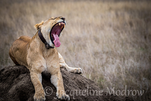 The Yawn