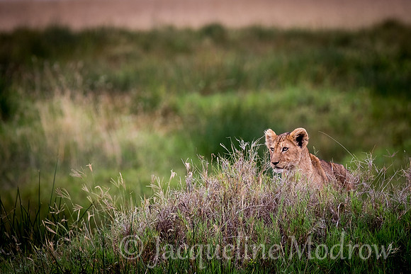 One Cub