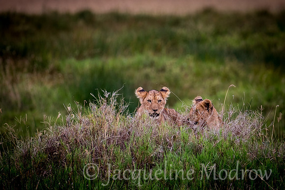 Two Cubs